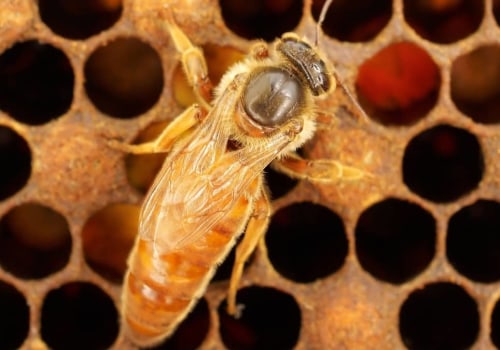 How Much Does a Queen Bee Cost? - A Comprehensive Guide