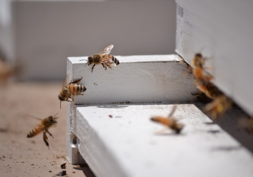 How Bee Keeping Is Helping To Support Local Agriculture In Sacramento