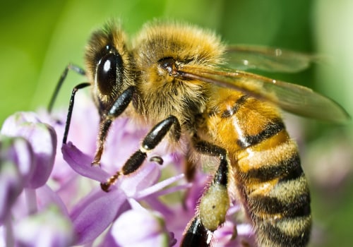 Common Diseases and Pests Affecting Bees in Sacramento, CA