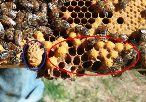 Beekeeping Services in Sacramento, CA - Get the Best Bee Removal Service