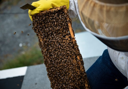 Beekeeping Services in Sacramento: Get the Best from The Bee Box